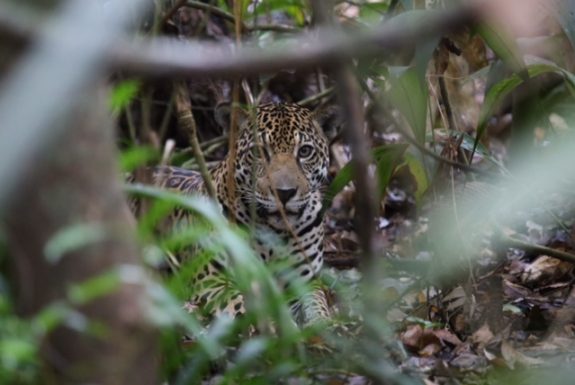 Wildlife west Suriname expeditie jaguar