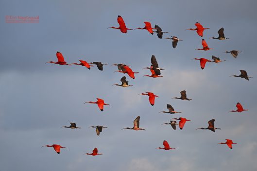 bigi pan rode ibis
