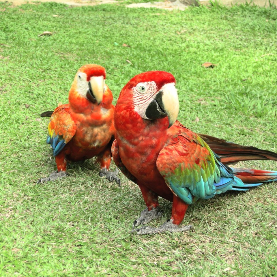 Als Freek in de jungle