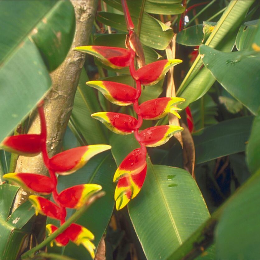 Als Freek in de jungle