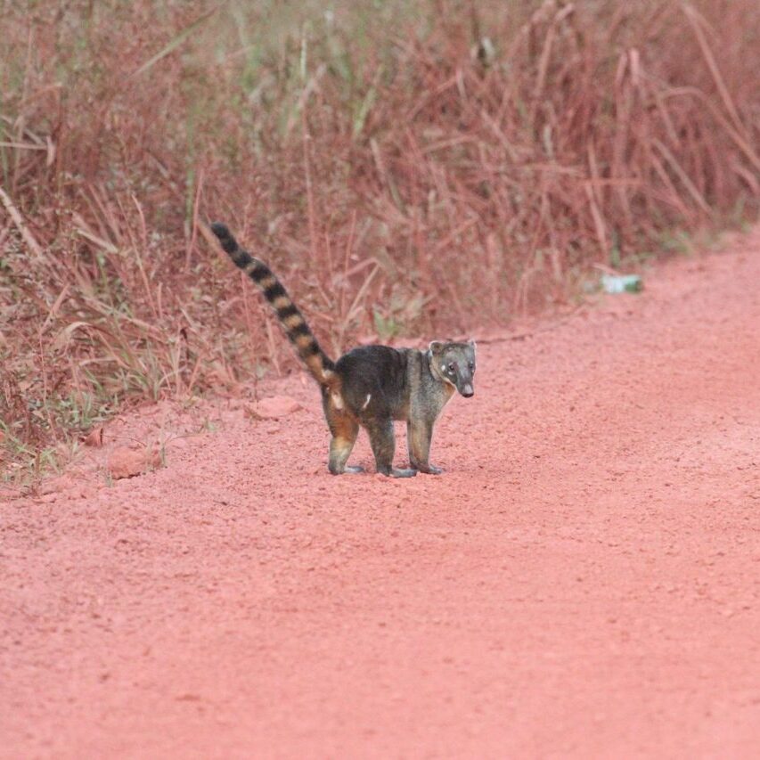 remko klein neusbeertje