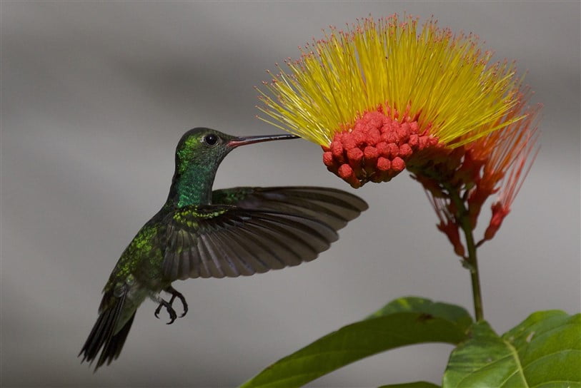 kolibrie bij Kabalebo Nature Resort