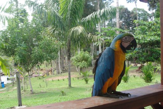 anaula suriname holidays anaula