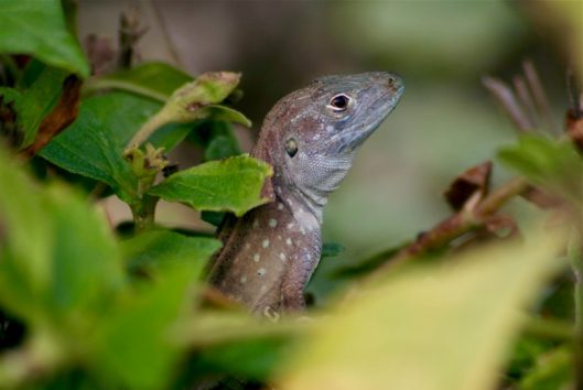 wild life suriname Galibi