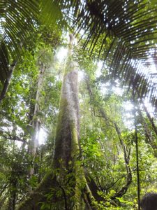 Suriname april