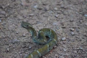 labaria slang wildlife trips suriname