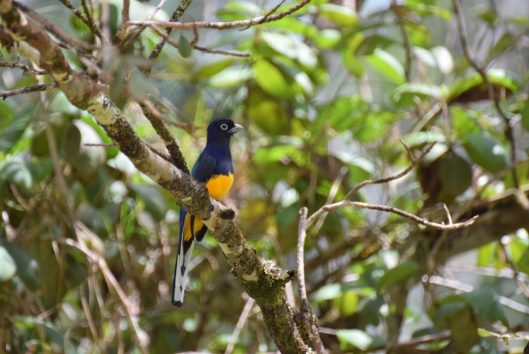 Green-backed Trogon, Groenrugtrogon birdwatching trips suriname