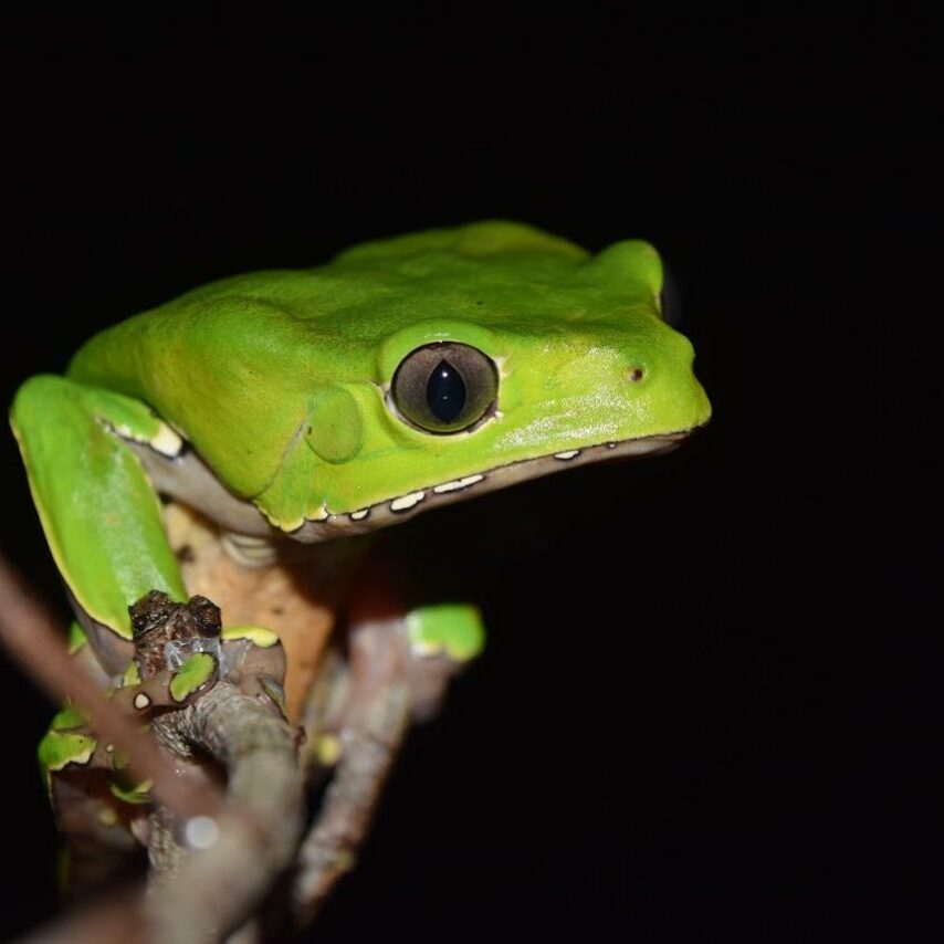 wildlife west suriname