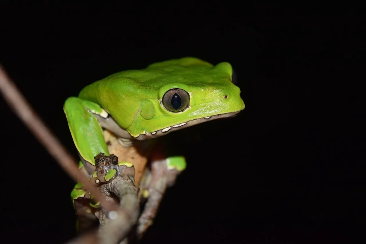 Phyllomedusa - boomkikker wildlife west suriname