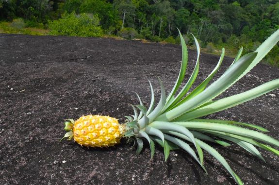 ananas oogst