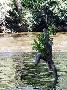 luiaard kreek Boven Suriname