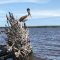 Suriname Holidays Colette Hoogeveen Bigi Pan pelikaan e