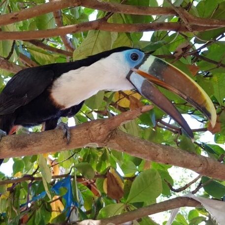 Boven Suriname rondreis vogels