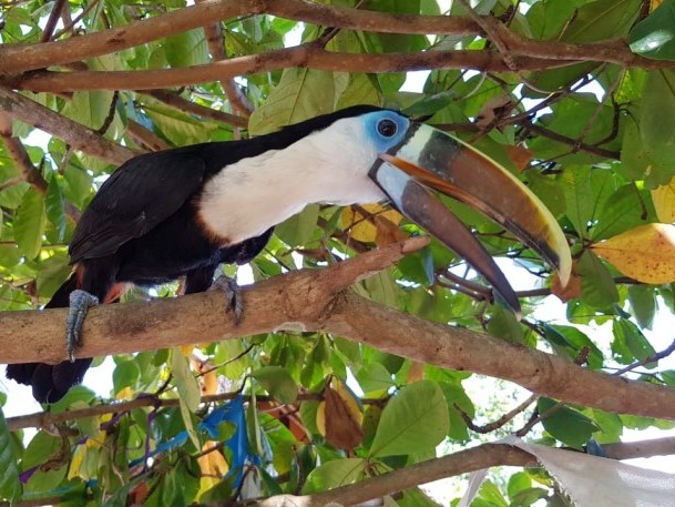 Boven Suriname rondreis vogels