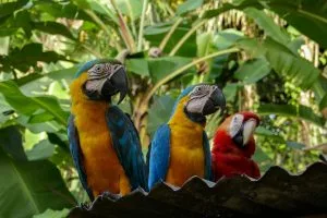 vacances au Suriname
