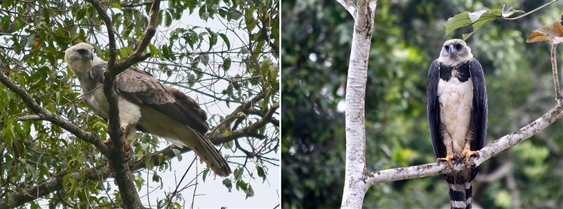 harpy eagle suriname