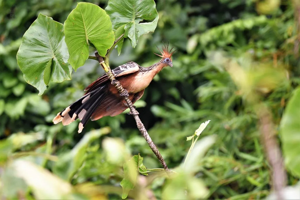 hoatzin birds of suriname