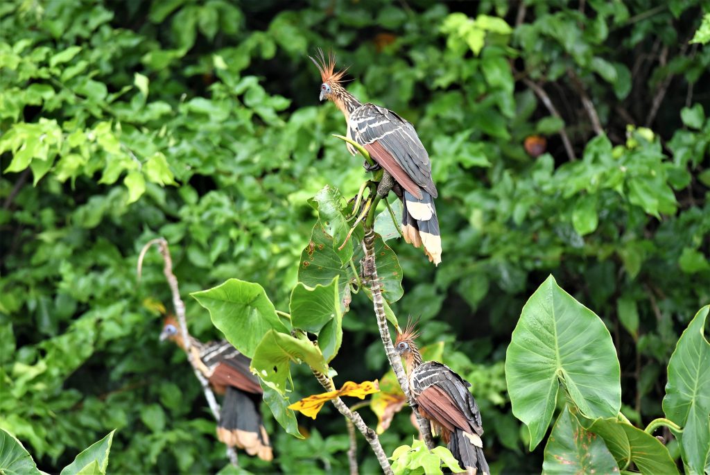 hoatzin birds suriname
