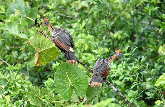 west suriname hoatzin birdwatching suriname