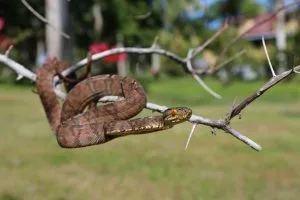 foto slang bij frederiksdorp Jan Tieman slang in suriname