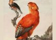 cockoftherock kingfisher aartschouman Teylersmuseumcollectie