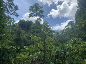 Jungle van Suriname