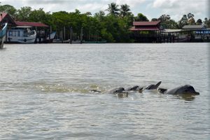 Dolfijnen spotten Suriname