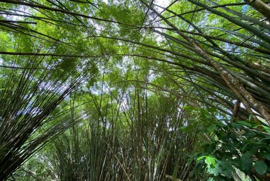 bamboe bos maratakka rivier