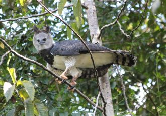 harpy eagle - vogels van suriname