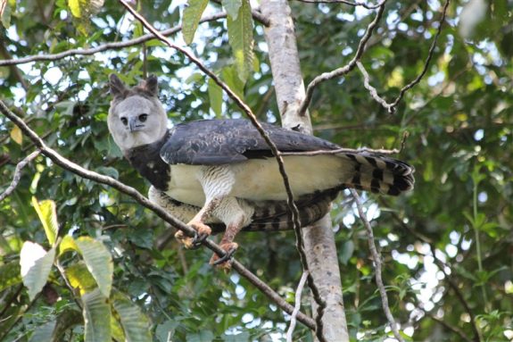 harpy eagle - vogels van suriname