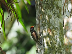 Tropische vogel