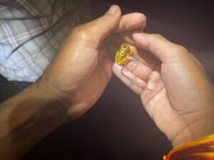 Bijzondere kikkers in de jungle