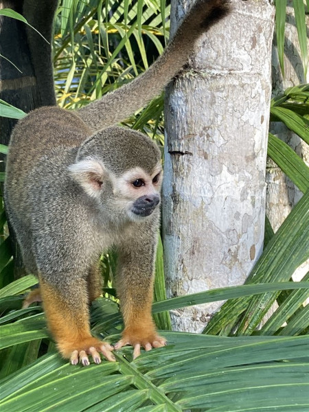 www.surinameholidays.nl_paramaribo_marina_juli_2023_06