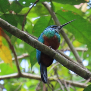 surinameholidays_review_maart2023_afbeelding05 Relaxt in mooi Suriname Kolibri
