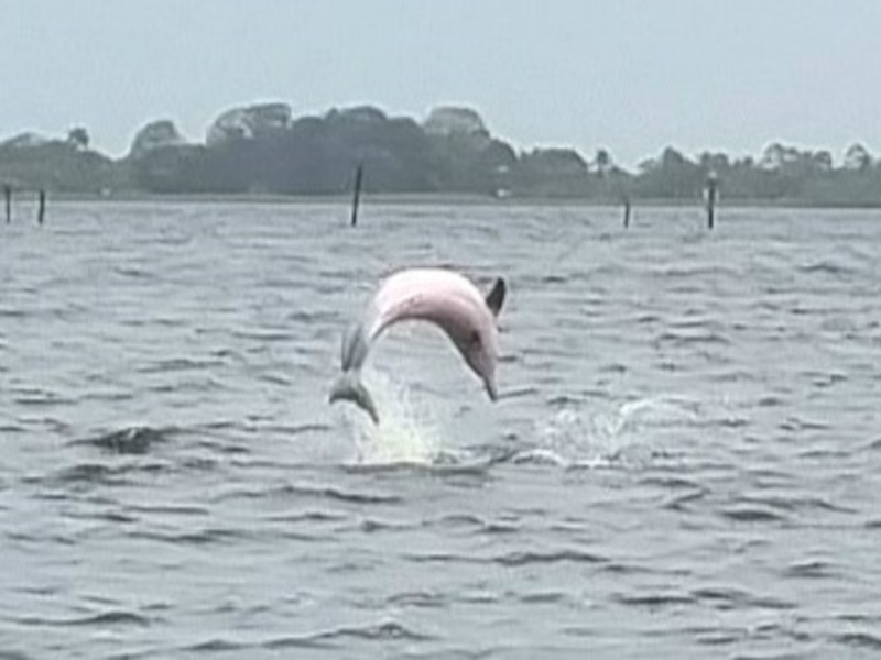 www.Surinameholidays.nl_Dolfijnen_Spotten_02