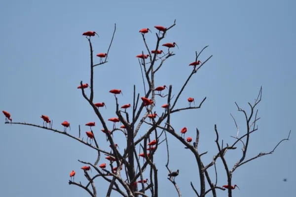 www.surinameholidays.nl_bigi_pan_scarlet_ibis