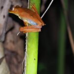 Recensie Suriname Reis Kikker