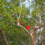 Recensie Suriname Reis Rode Ibis