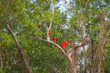 Recensie Suriname Reis Rode Ibis