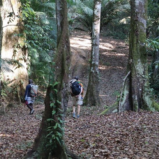 bovensurinam hike tour