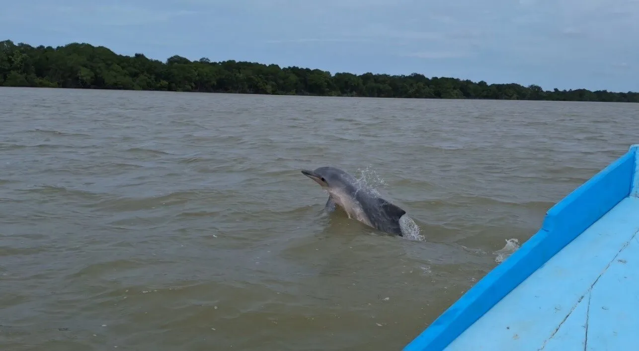 dolphin spotting in the commewijne