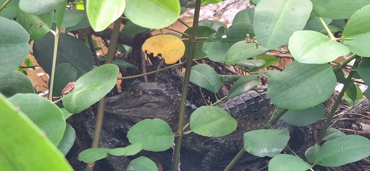 caiman spotted