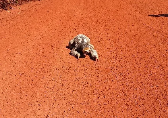 crossing sloth