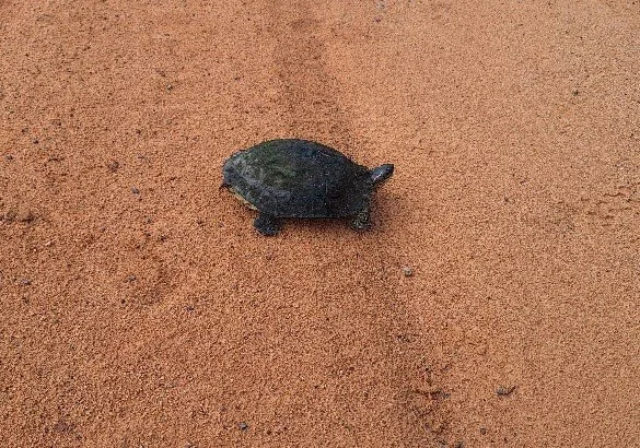 crossing turtle