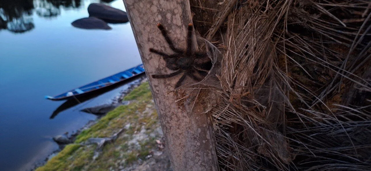 tarantula at Tio Boto